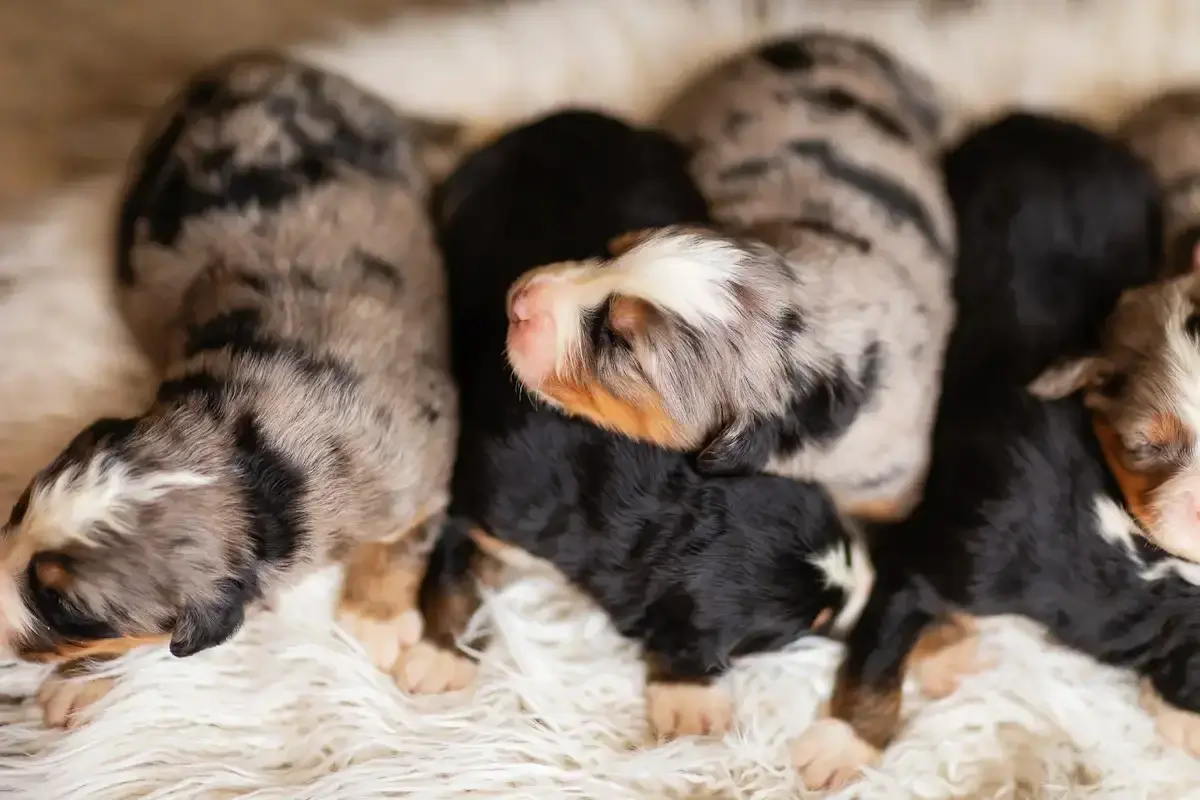 Australian Mountain Doodle puppies from Stokeshire Designer Doodles in Wisconsin