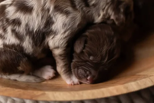 Brown and red merle Golden Mountain Doodle puppies — Stokeshire Designer Doodles Wisconsin