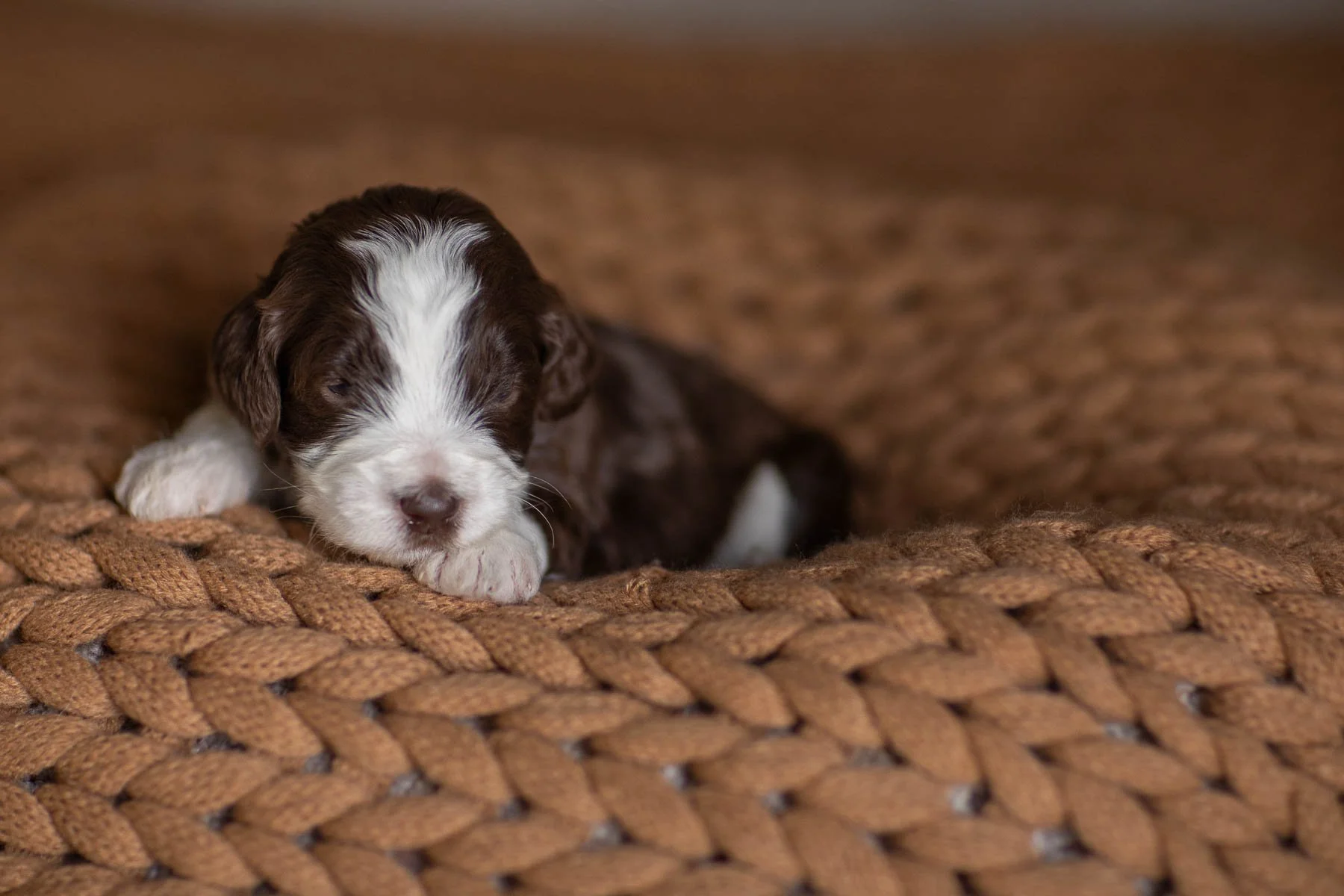 02_2-WEEK-OLD-GMD-LITTER-RAE-RICO-CHOCOLATE-RED-MERLE-PUPS.jpg