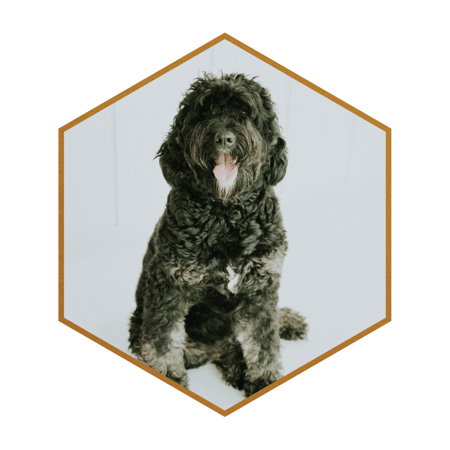 Finn-Baker-(hexagon)-F1-Phantom-Bernedoodle.25.png
