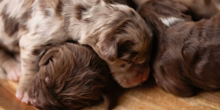 Golden Mountain Doodle puppy from Stokeshire Designer Doodles in Wisconsin