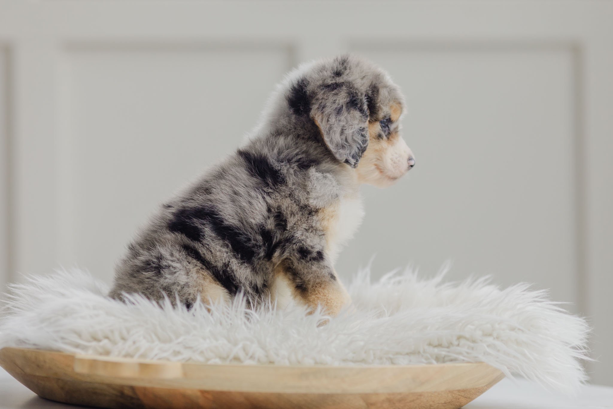 0153_7-Week-Old-Australian_Mountain_Dogs_Stokeshire.PepperxApollo-F1.25.jpg