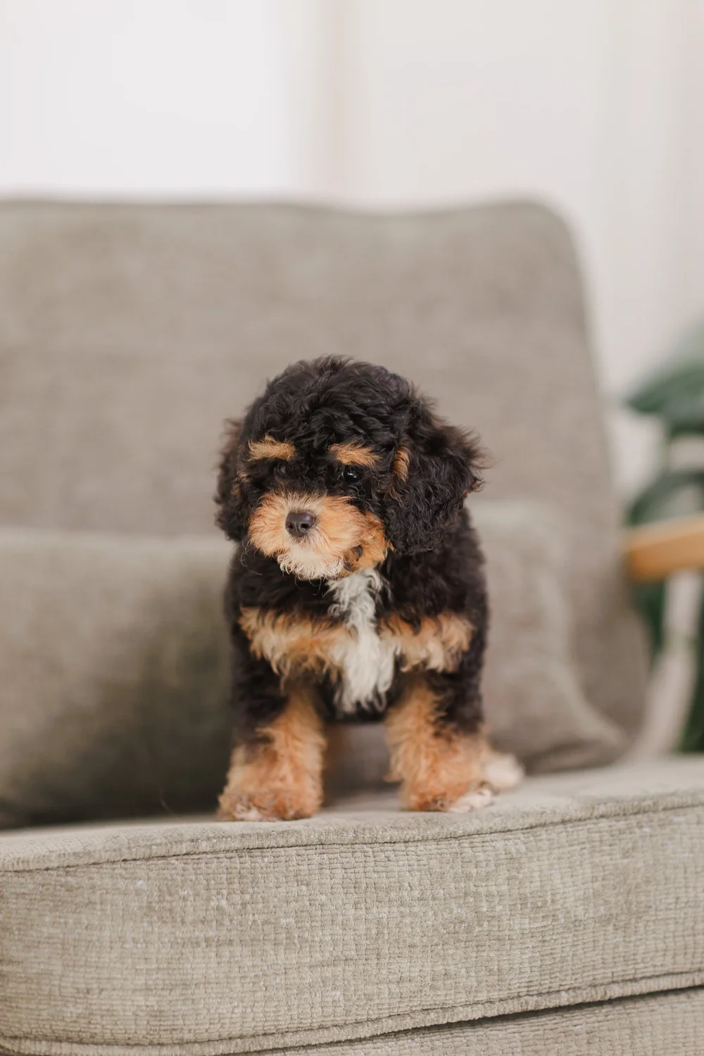 Louie, an F1B Toy Cavapoo phantom tri male in development for the Stokeshire Munchkin Bernedoodle program