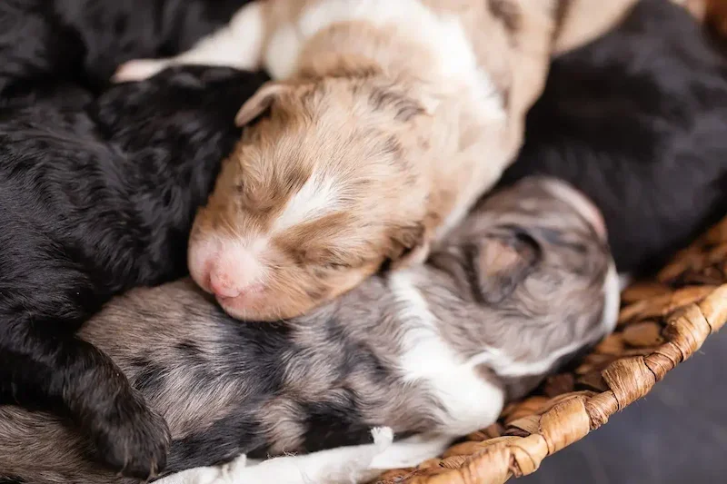 F1 Mini and Toy doodle puppies for sale, raised with early socialization and care.