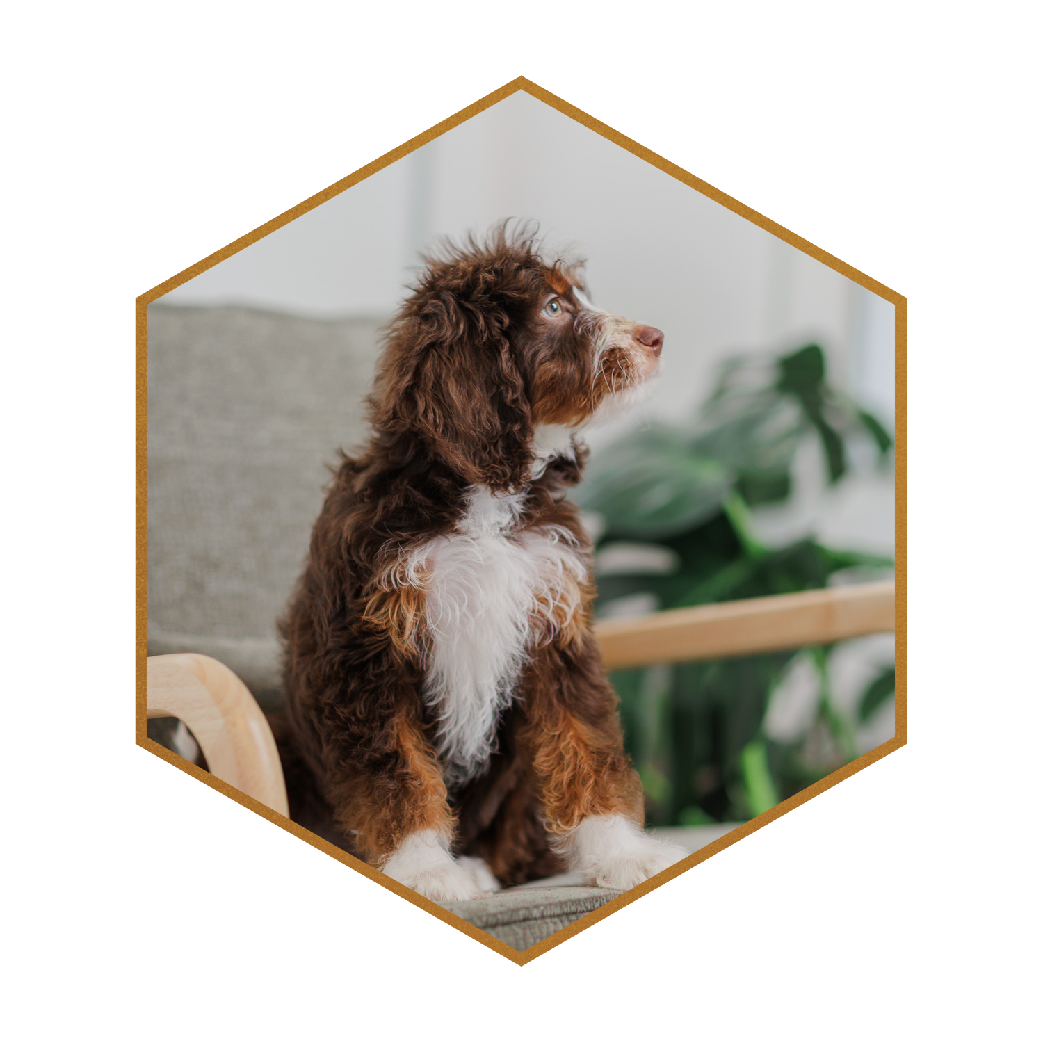 Stokeshire-puppy-hexagon-14.png