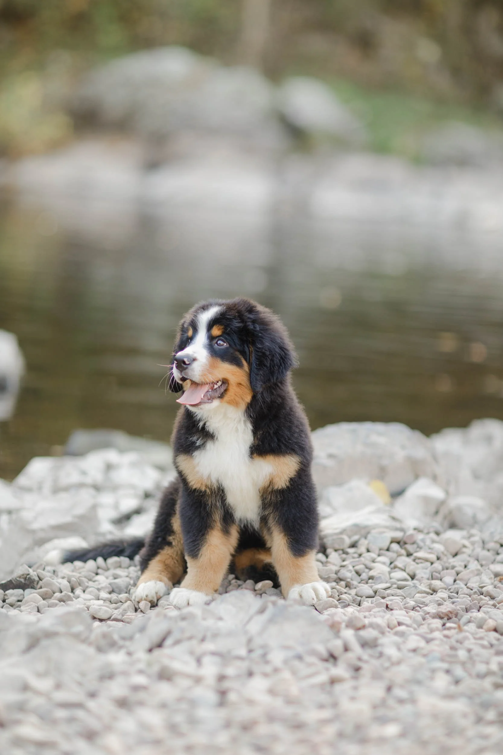 SDD Colby Stokes – Guardian Home Female Bernese Mountain Dog