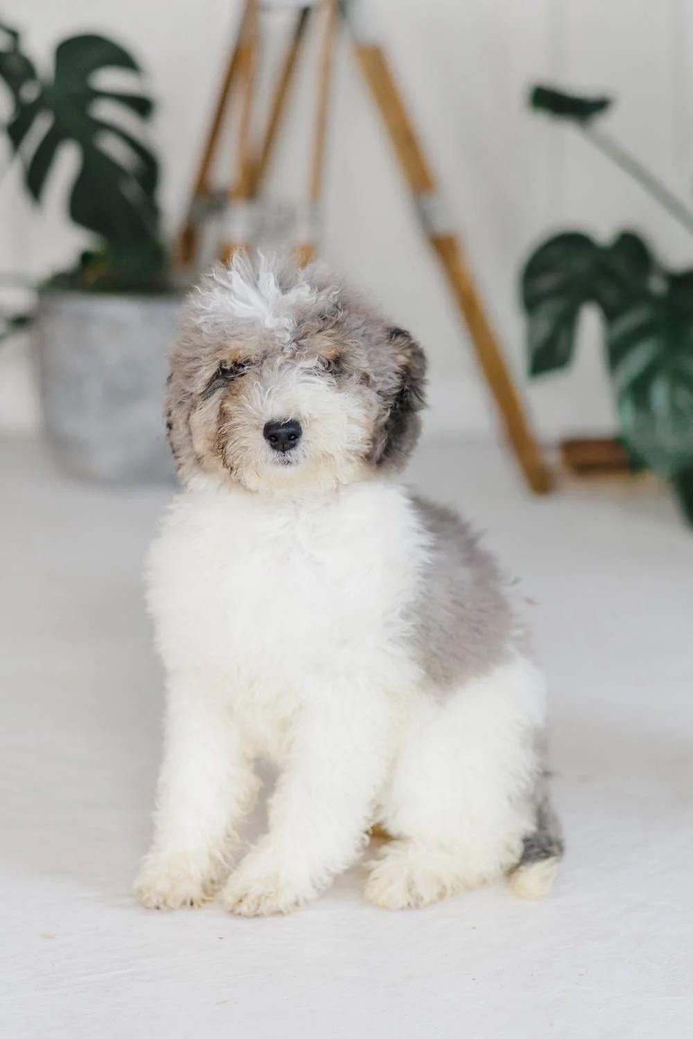 Tirzah	– Blue Merle Parti Female F1B Medium Australian Mountain Doodle