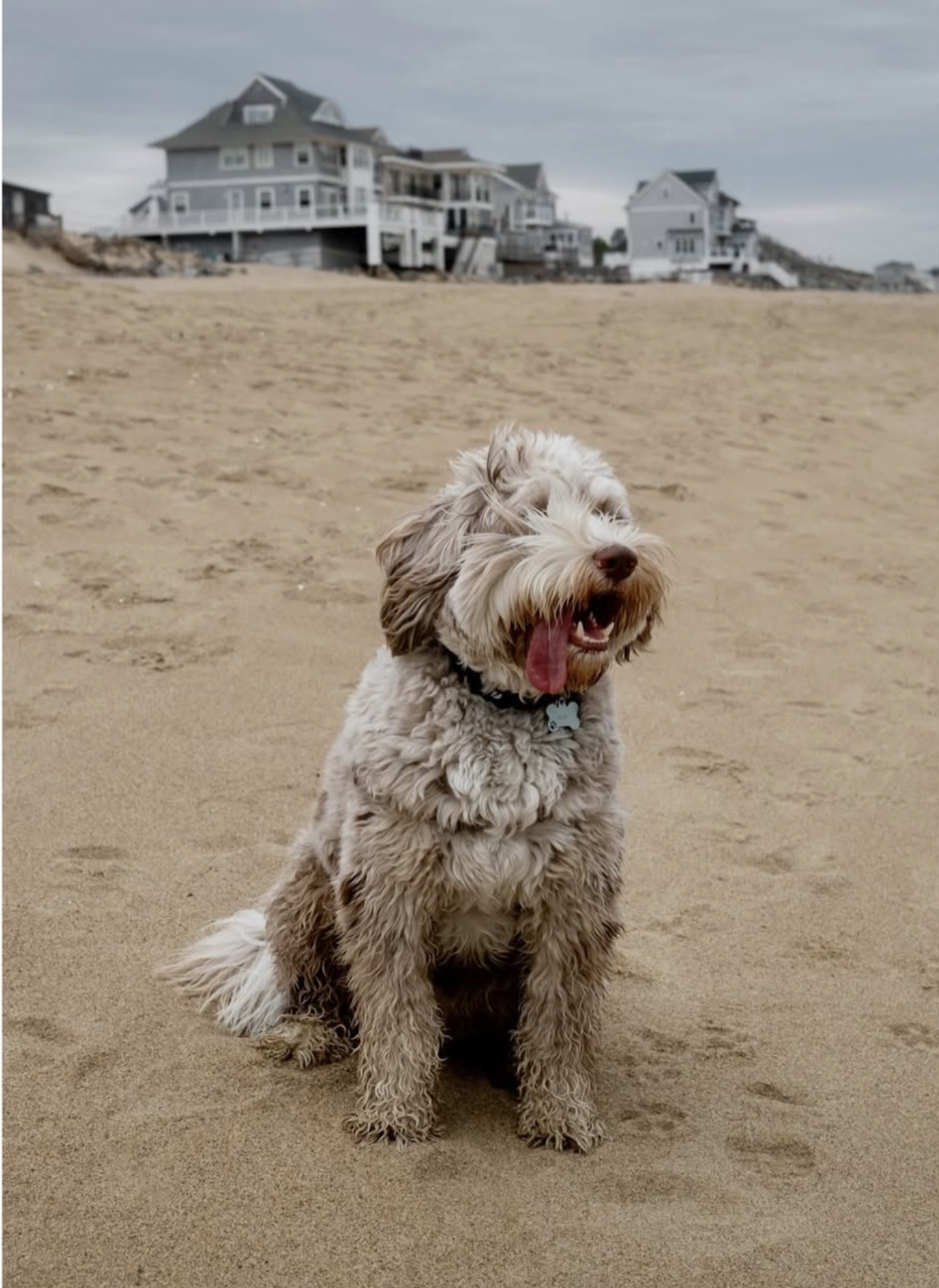 Alby, a Stokeshire Australian Mountain Doodle, at the beach