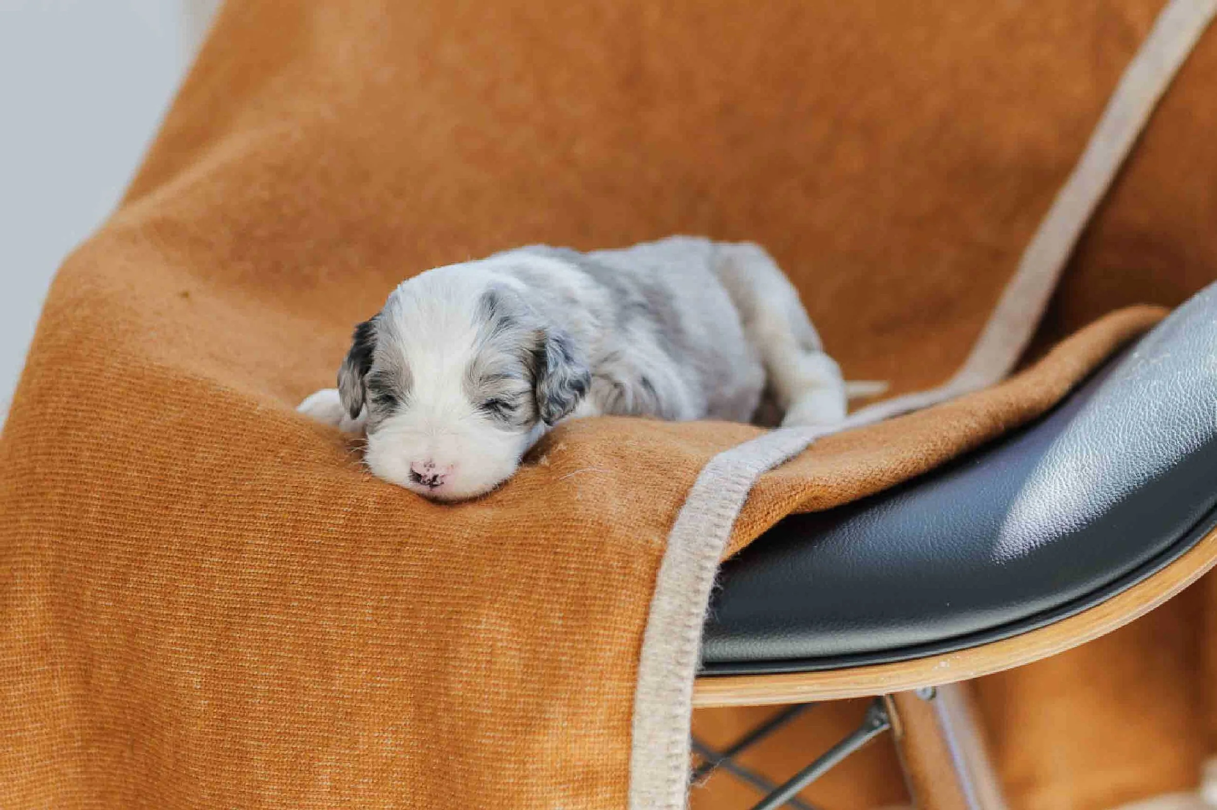 Tahoe	Black	Blue Merle 	Female	Golden Mountain Doodle
