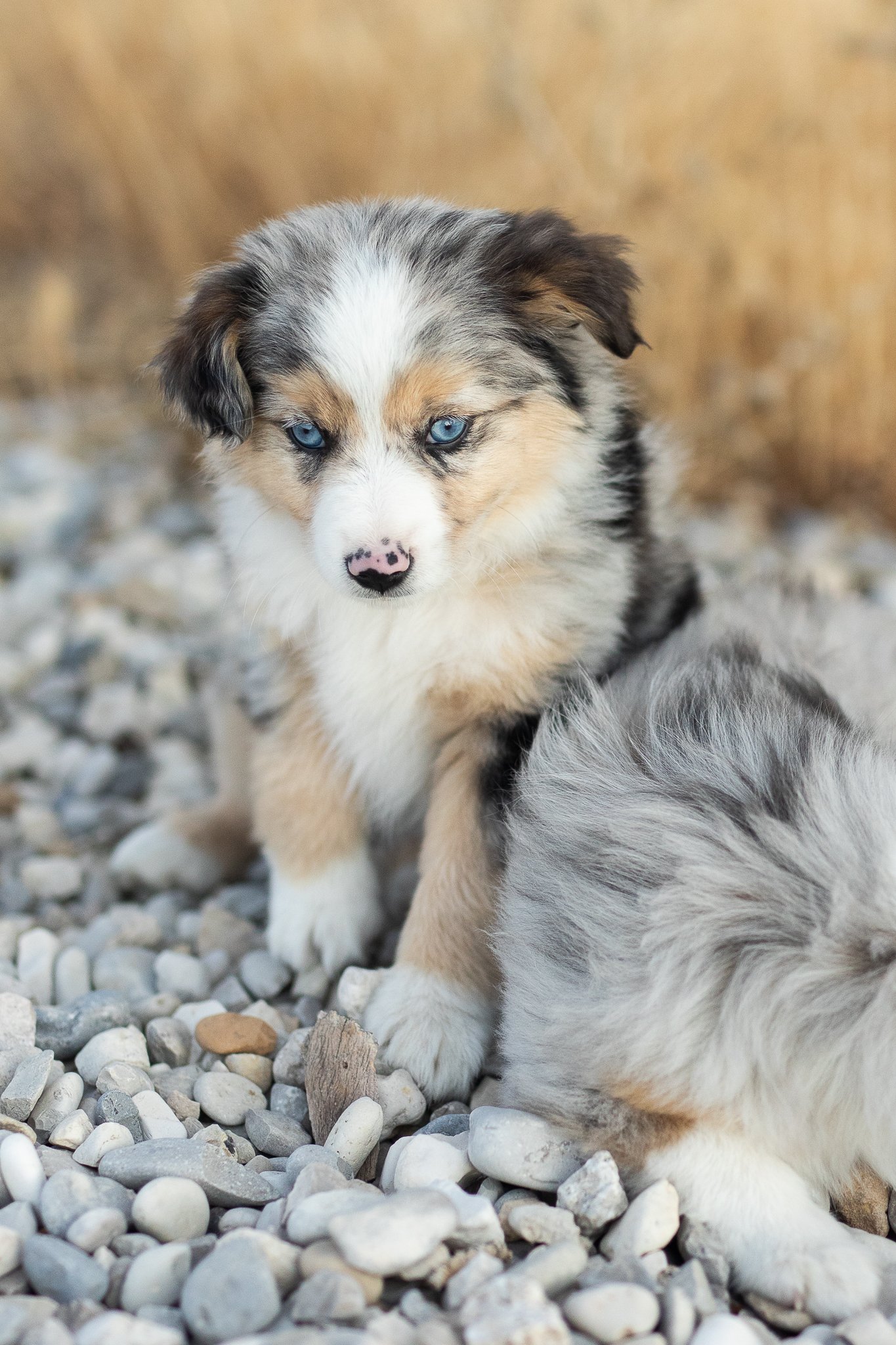 IV. Temperament and personality traits of the Australian Shepherd