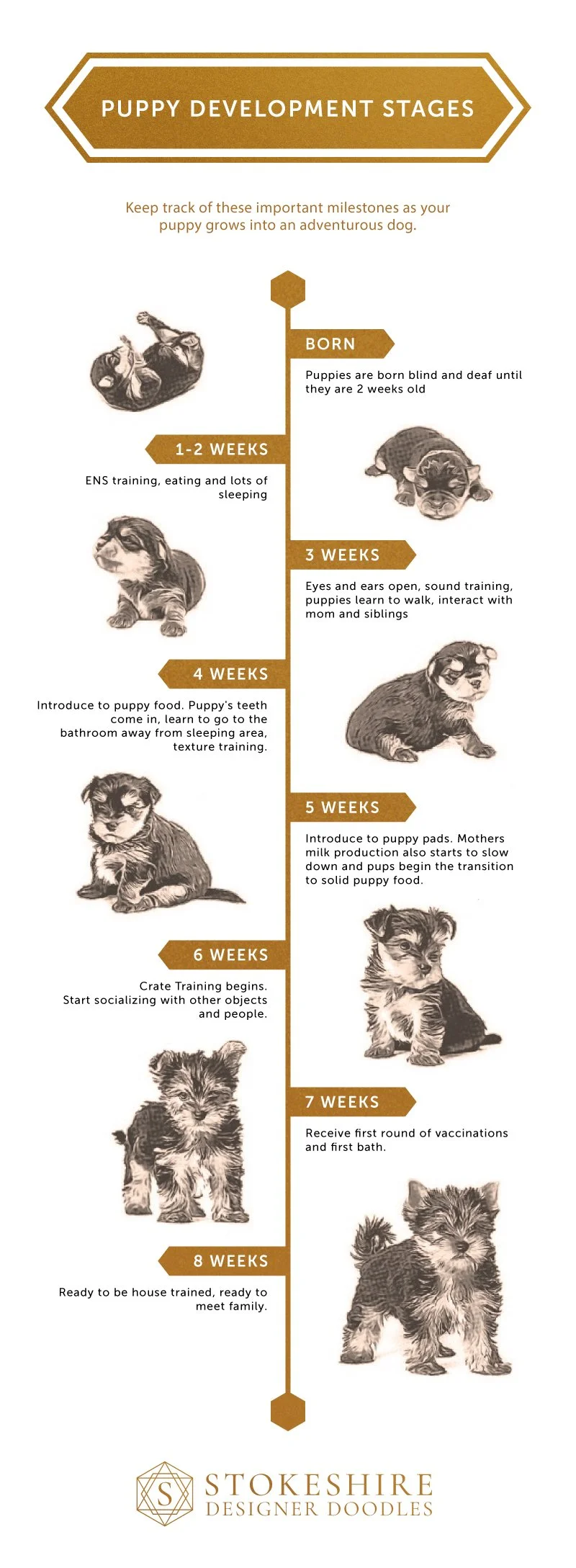 What Are The Puppy Growth Stages STOKESHIRE What Are The Puppy Growth Stages STOKESHIRE