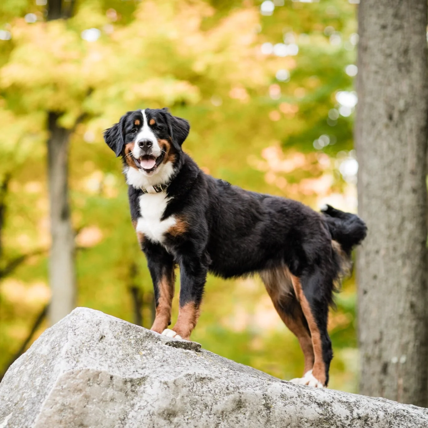 Bernese Aussie Australian Mountain Dog — STOKESHIRE DESIGNER DOODLES