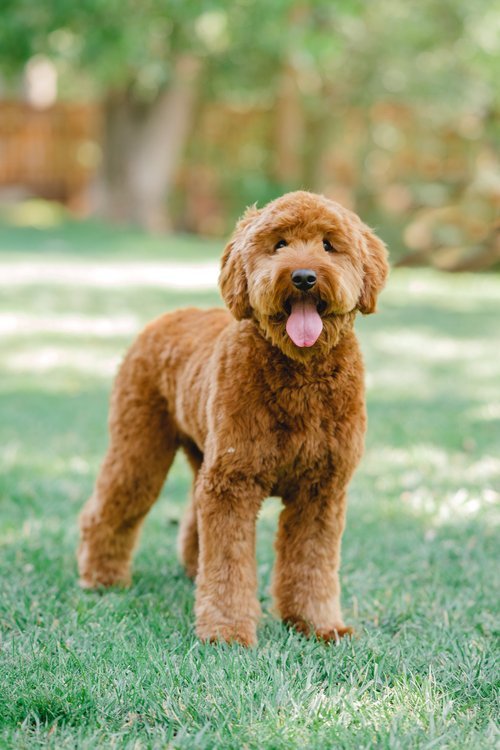 Intense+Red+F1+Mini+Goldendoodle+Stud.jpg