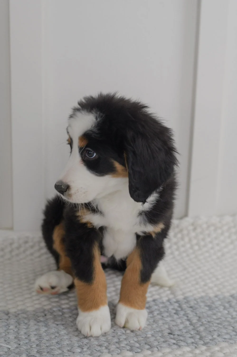 0015_12-Week_Bernedoodles.25.jpg