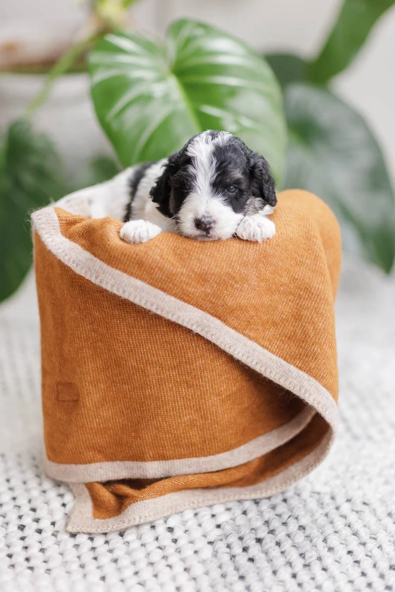 003_PENELOPE_KODIAK-2Week-old-Australian_Mountain_Doodles-f1b.26.jpg