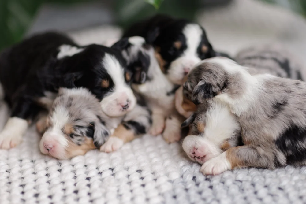 Medium Australian Mountain Dog – Blue Merle Tri — STOKESHIRE