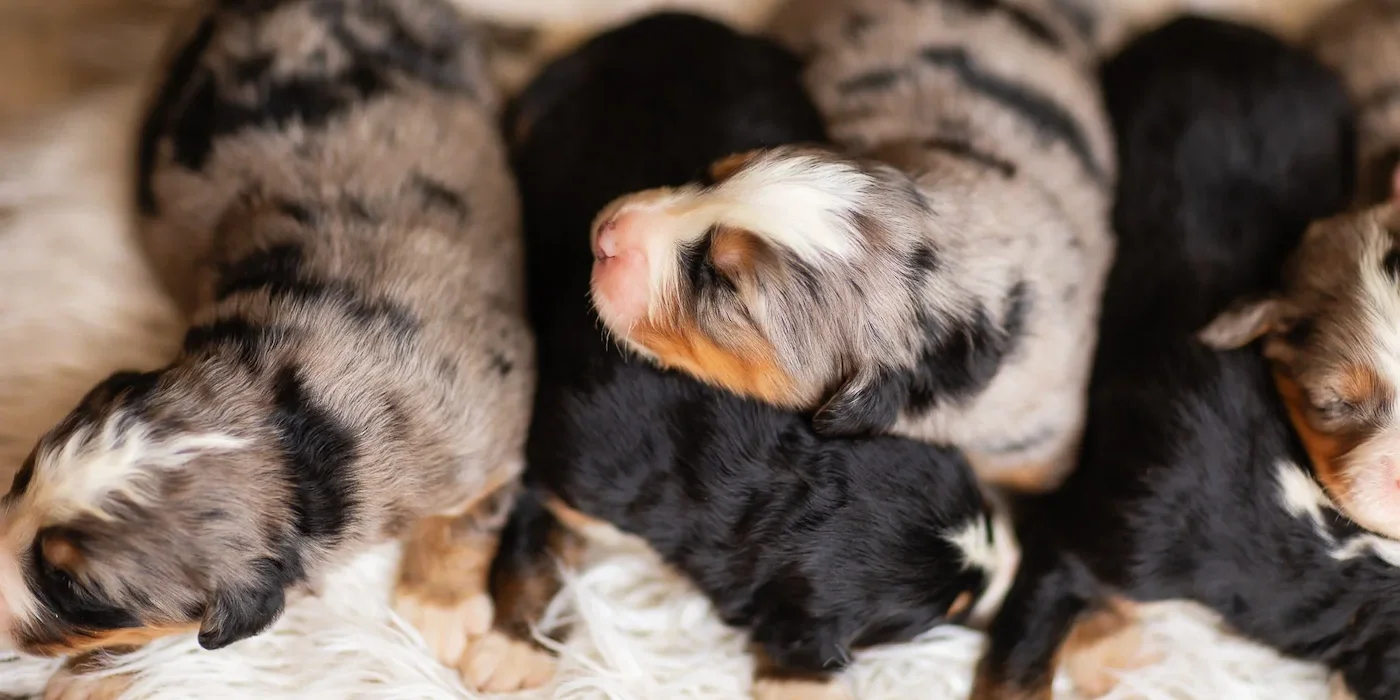 Australian Mountain Dogs from ethical and reputable Doodle breeder James Stokes Wisconsin Designer Doodles.