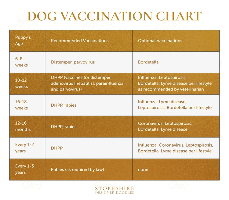 How To Keep Your Doodle Puppy Safe Before They Are Fully Vaccinated how-to-keep-your-doodle-puppy-safe-before-they-are-fully-vaccinated