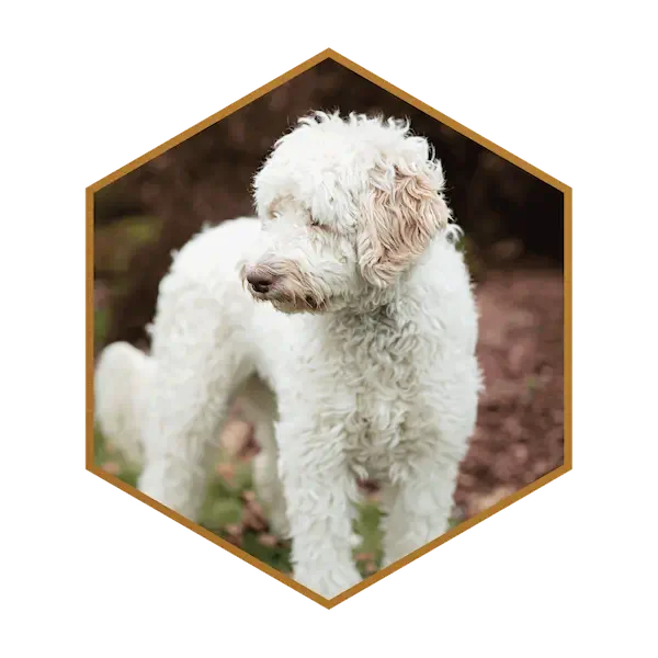 Rae-Golden-Mountain-Doodle-Puppy-Parent-Poodle-Breed-Side.webp