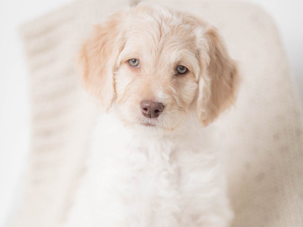 Everything You Need to Know About Goldendoodle Dogs and Puppies 