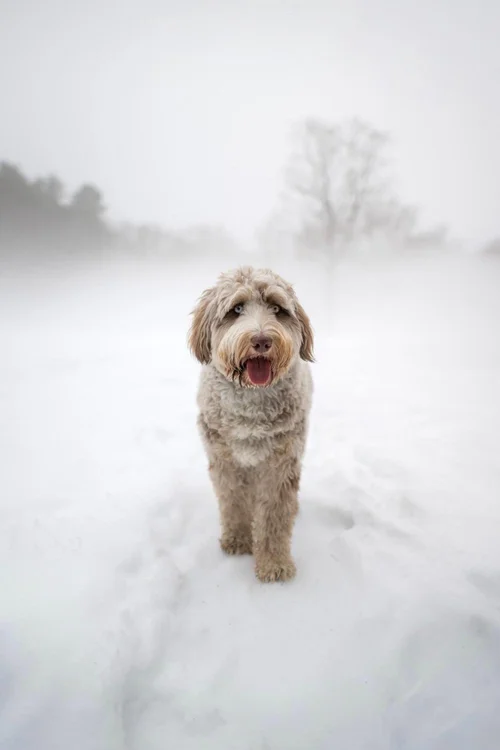 Curly furnished Australian Mountain Doodle coat
