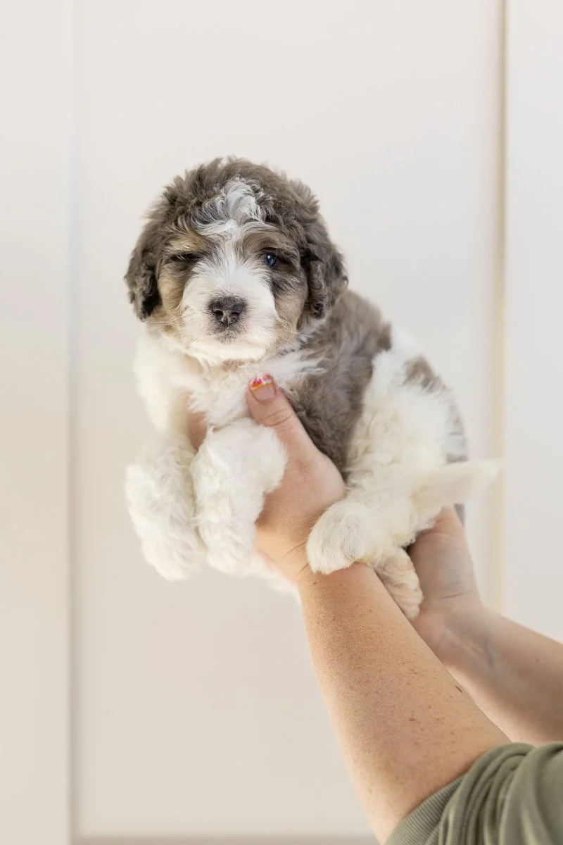 001_EIORA-PINK-COLLAR-BLUE-MERLE-TRI-PARTI-MINI-MEDIUM-AUSTRALIAN-MOUNTAIN-DOODLE-F1B.STOKESHIRE.26.jpg