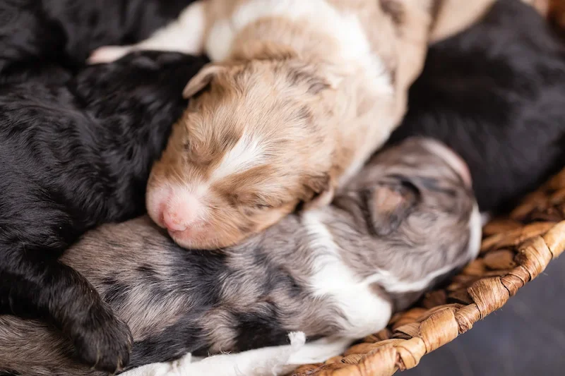Aussiedoodles from expert and reputable breeder James Stokes of Wisconsin Designer Doodles.