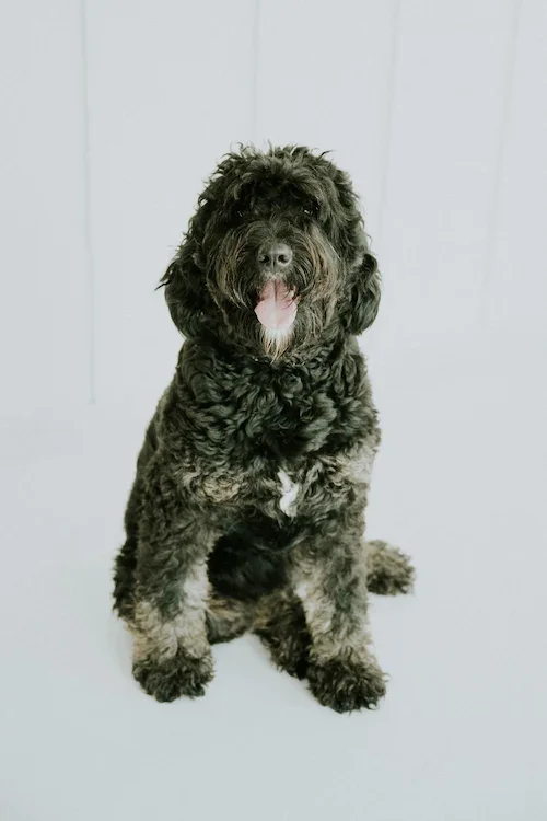 F1 Phantom Bernedoodle size
