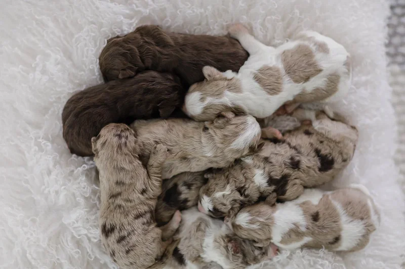 Puppies from Dog Breeder vs puppy mill.