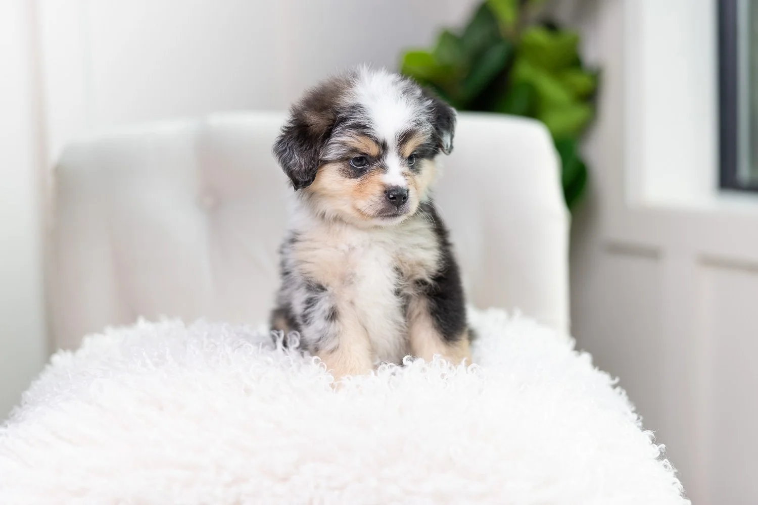 Mhairi	Blue Merle Tri 	Male	Mini Furnished Australian Mountain Doodle (Stephens)