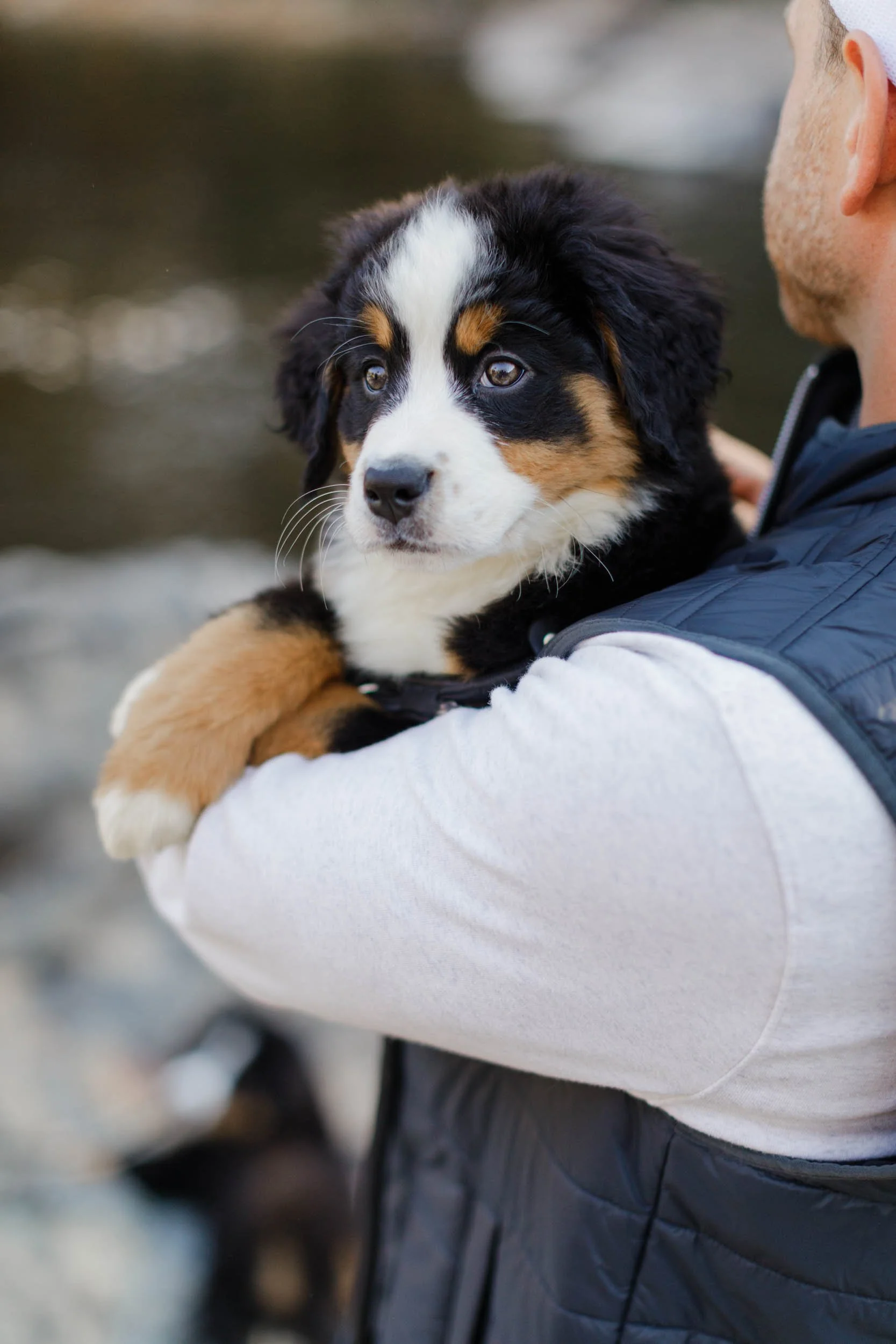 SDD Emmental Stokes – Guardian Home Female Bernese Mountain Dog