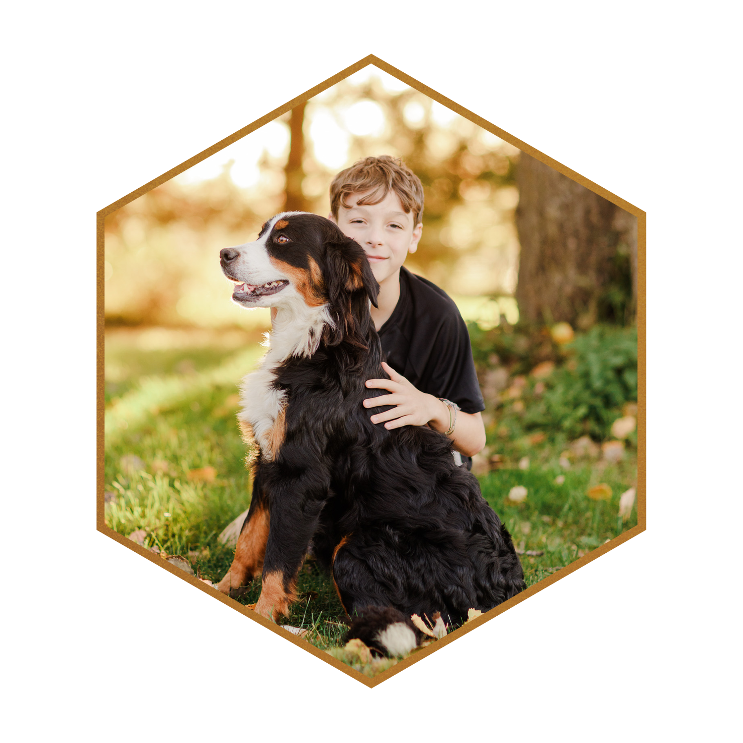 SDD-Stokeshire-Emme-Bernese-Mountain-Dog-Dam-hexagon-4.png