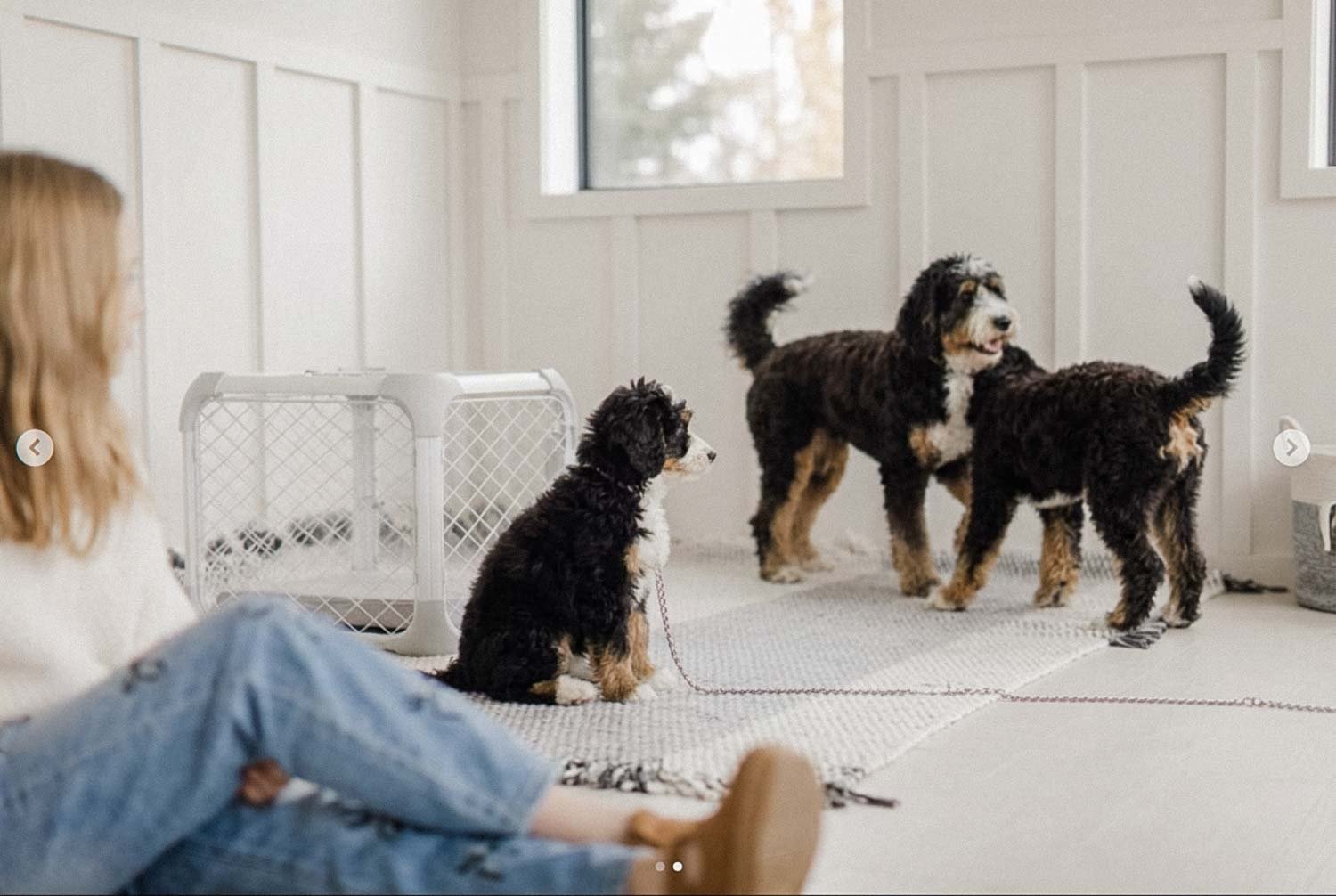 Tri-color doodle puppy sitting calmly indoors before a first daycare visit