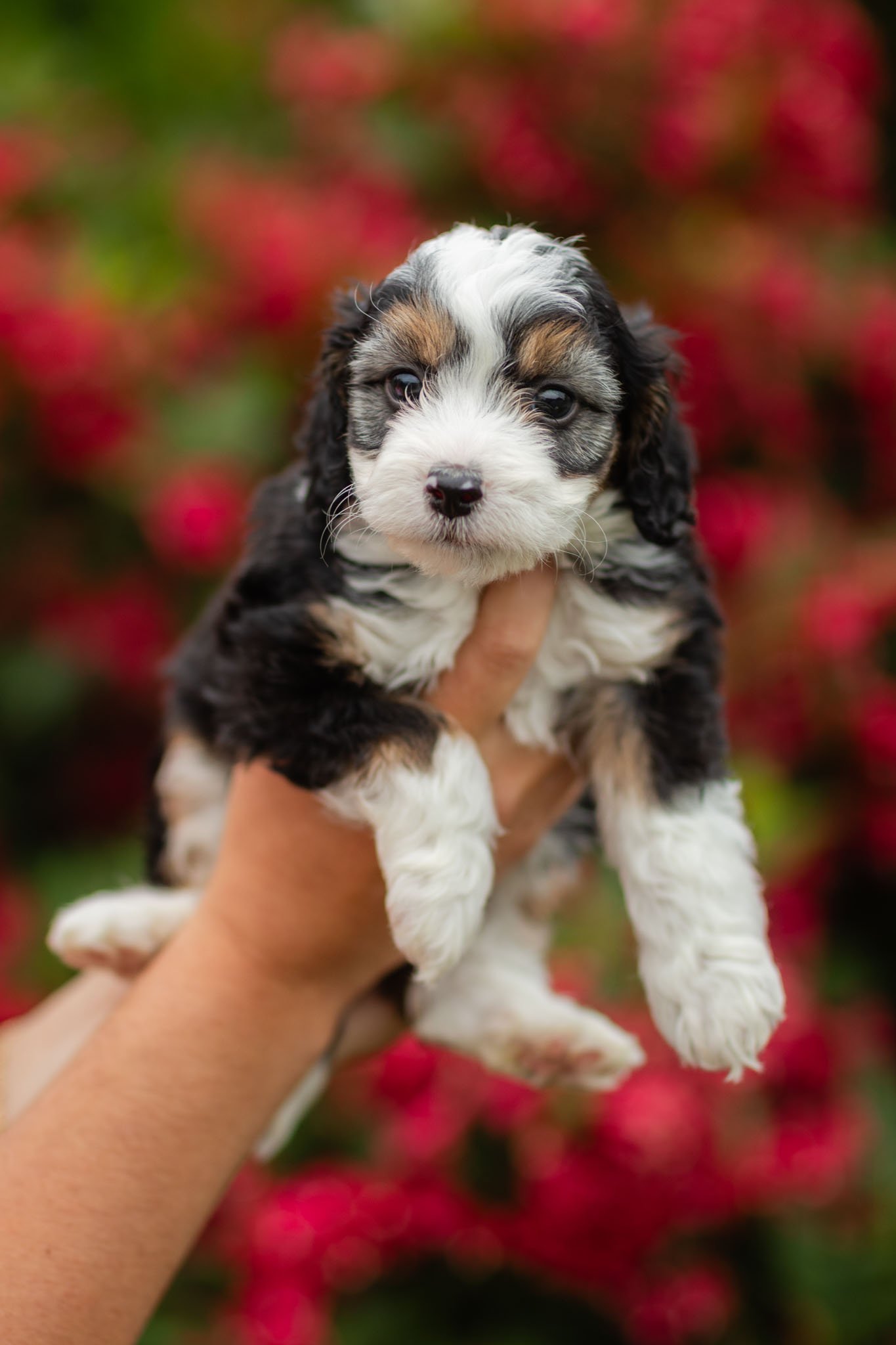 Chip Black Tri Male Mini Australian Mountain Doodle (Oleck)