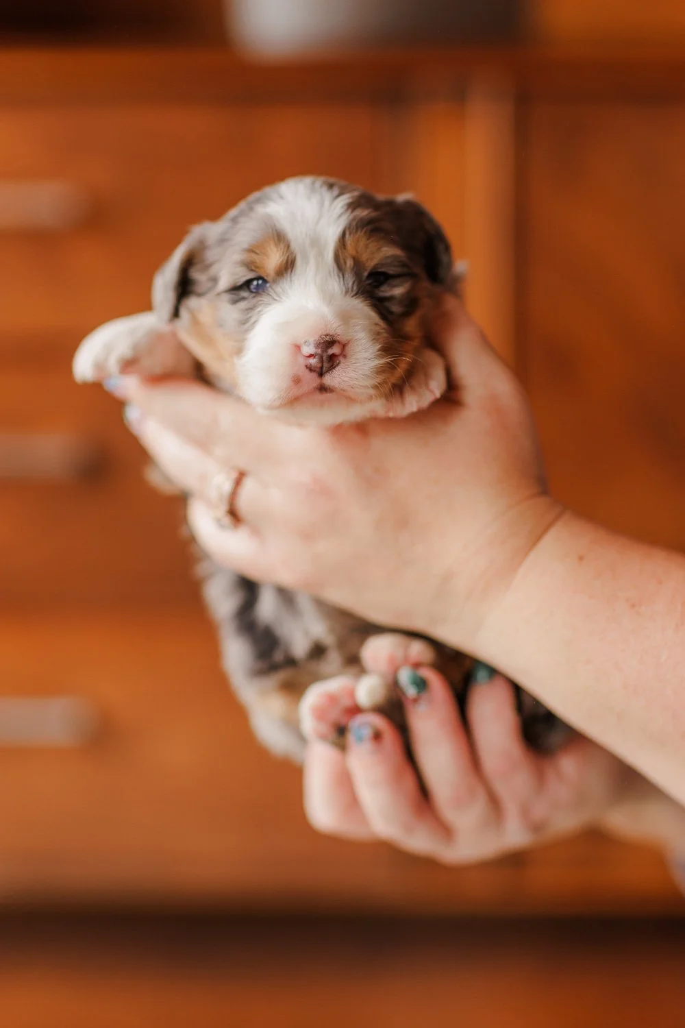 239_Emme-Apollo-Aussie-Bernese-Stokeshire.26.jpg