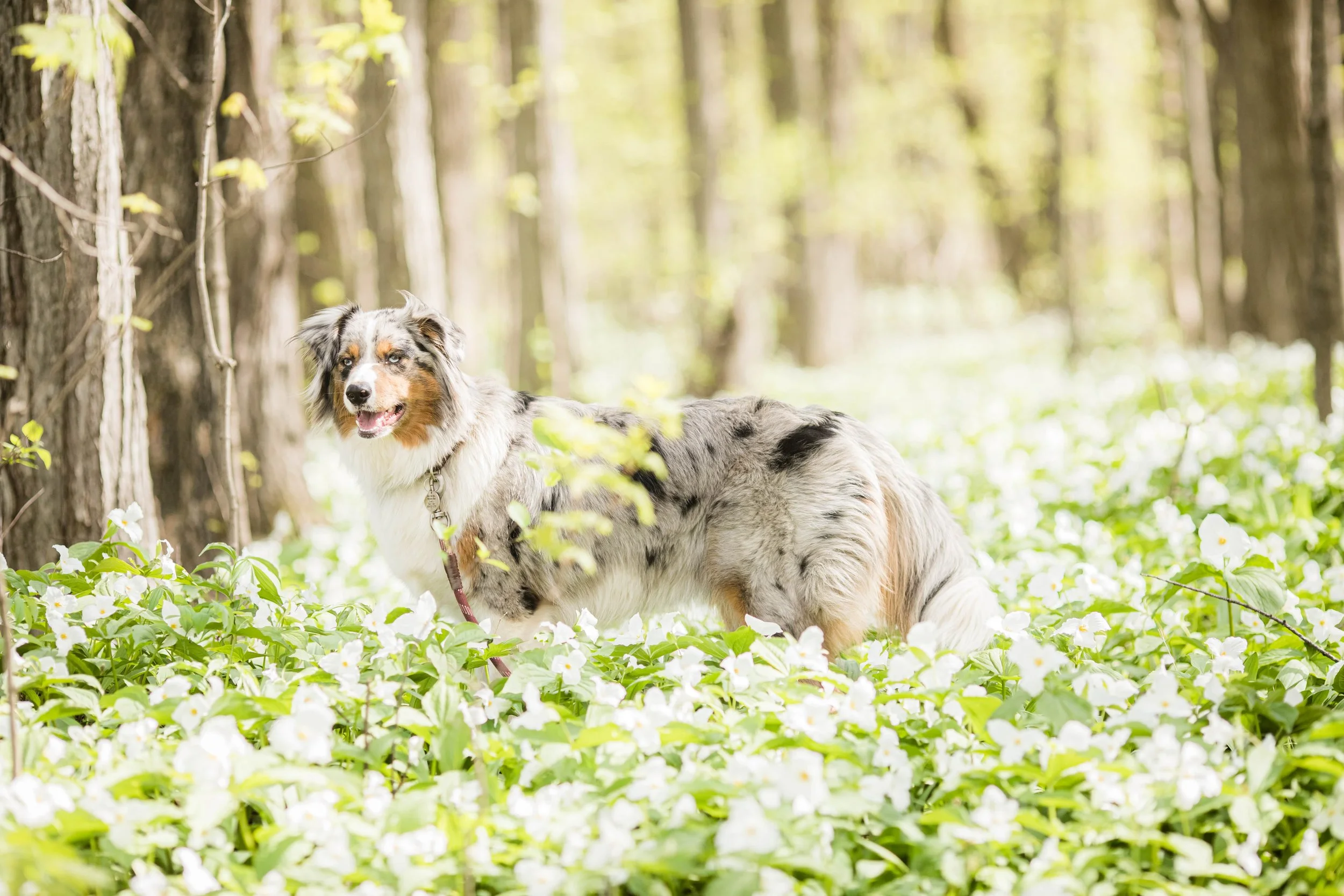 5 of the Best Dog Parks in Chicago That Are Worth Checking Out