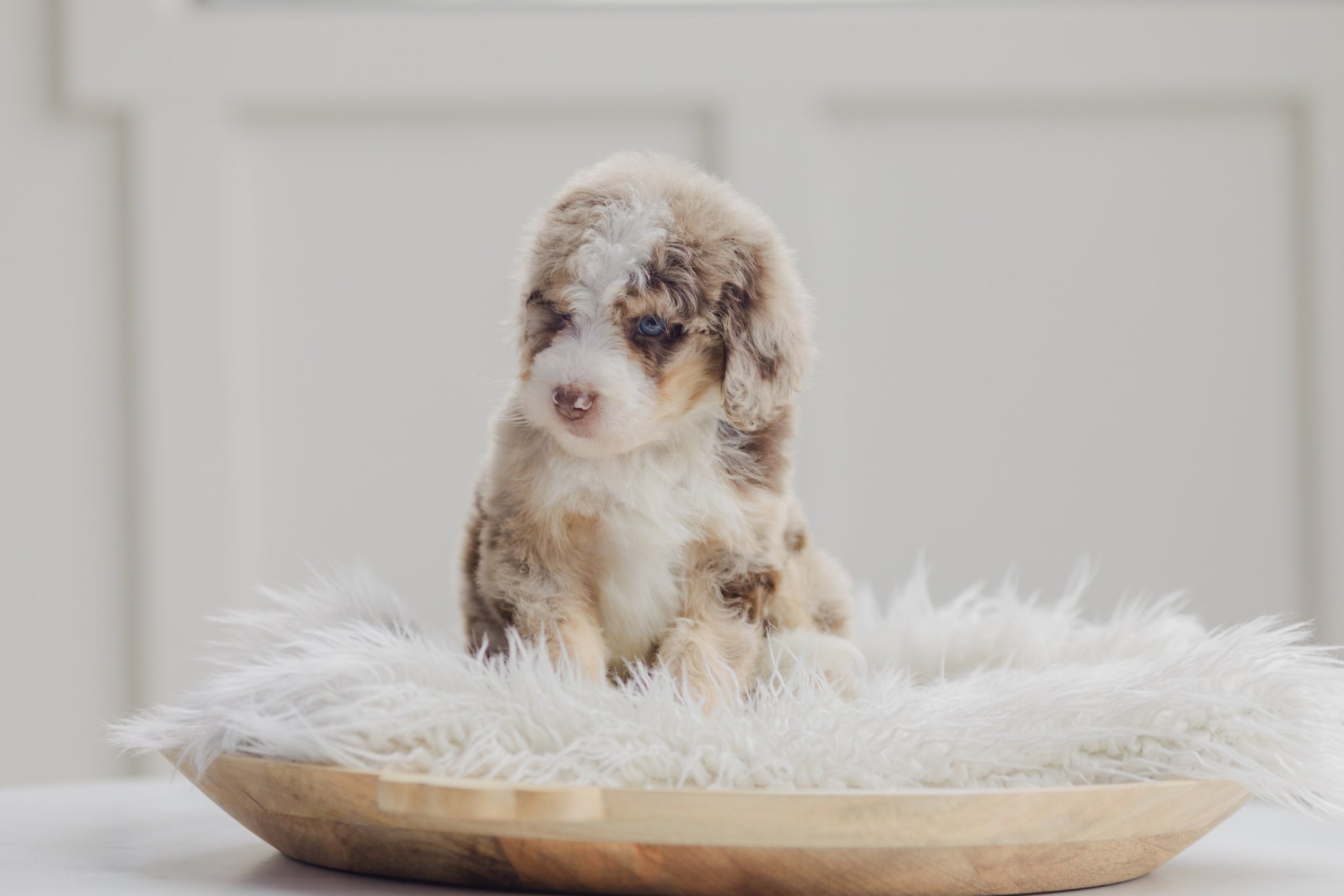 0068_7-Week-Old-Australian_Mountain_Dogs_Stokeshire.PepperxApollo-F1.25.jpg