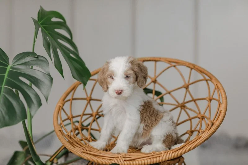 Bali 		Brown Bi Parti - 	Male	Golden Mountain Doodle