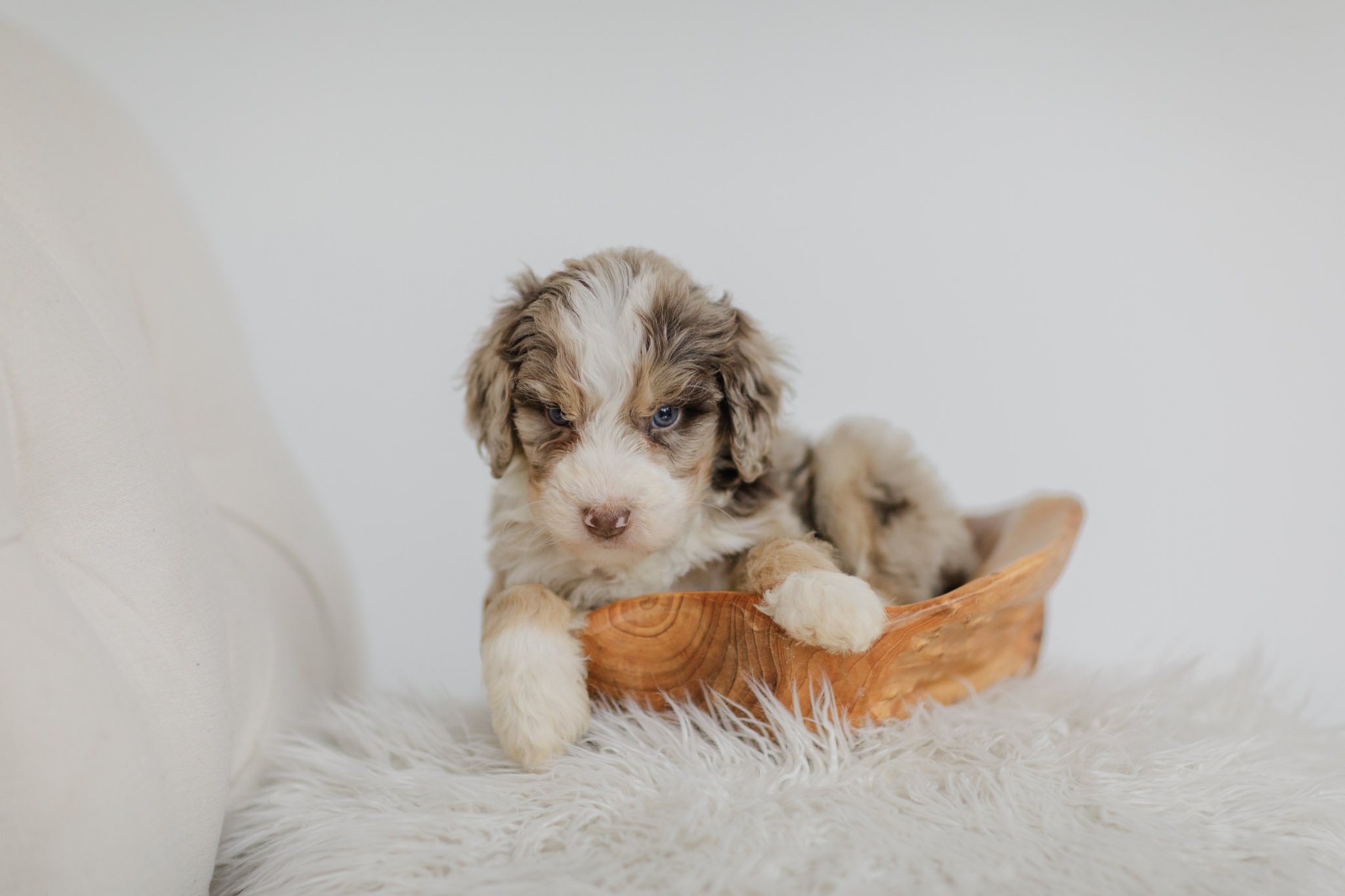 Nutmeg Brown Merle Tri Male Standard Australian Mountain Doodle.jpg