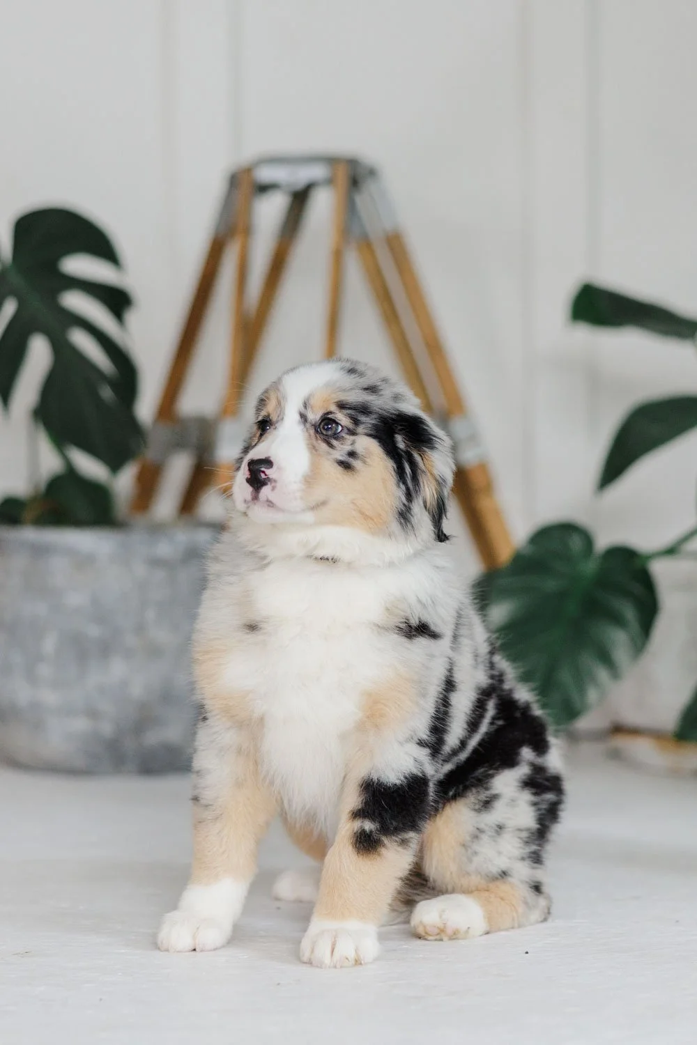 Tamsin | Female Blue Merle Tri Australian Mountain Dog (Black) - BREEDER'S CHOICE