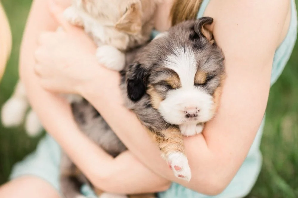 The Healing Paws: How Dogs Can Aid in Post Traumatic Stress Disorder and Similar Health Issues