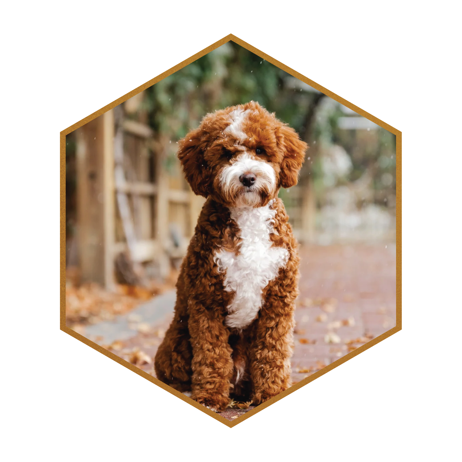 Deposit for (Pax x Sookie) Mini Multigen Mini Goldendoodles – Red & White, Wavy, Low-Shedding Puppies