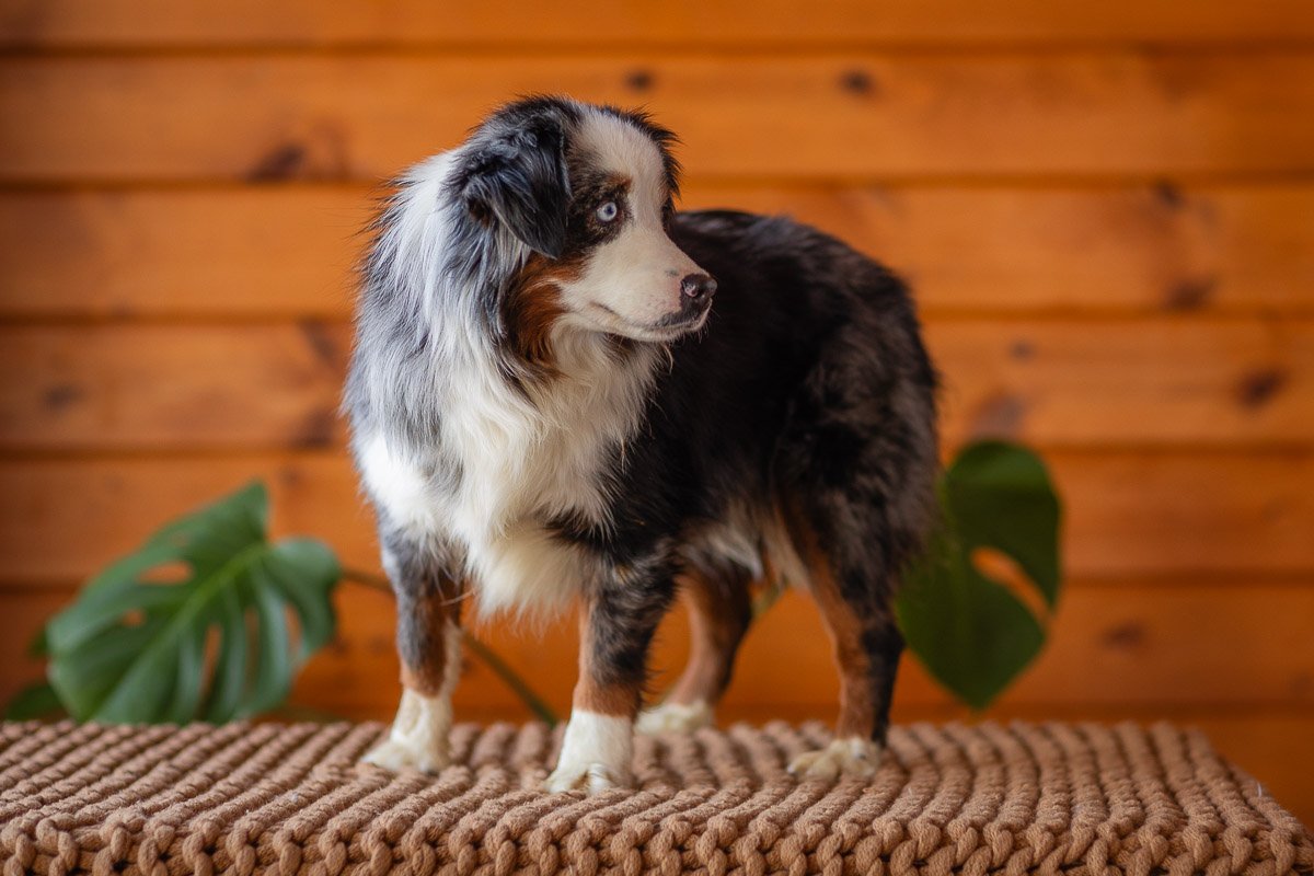 0006_Mini-Blue-Merle-Tri.Australian.Shephred.25.jpg