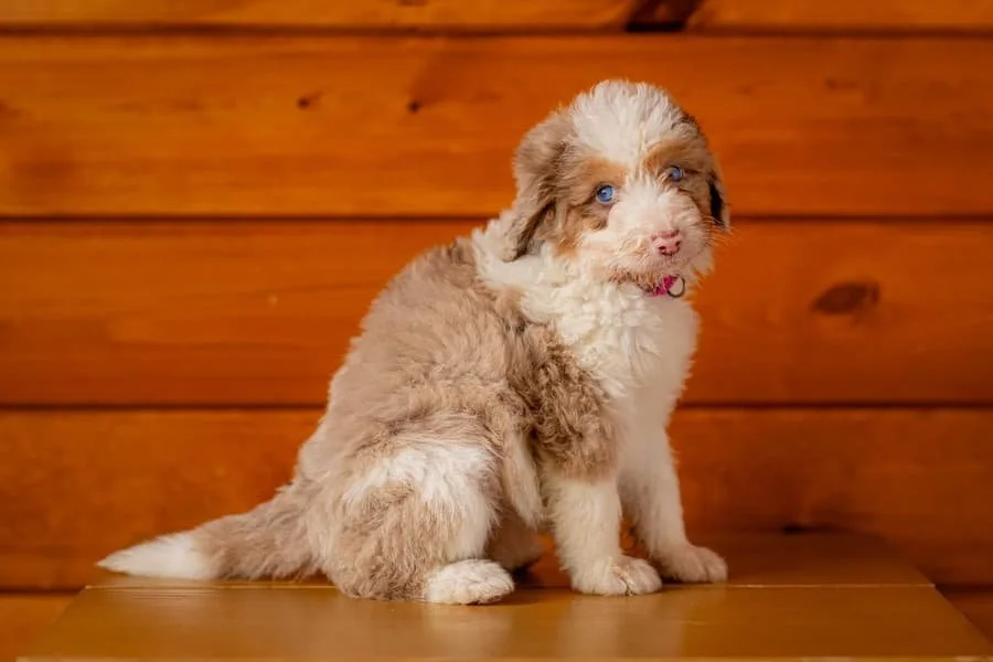 mini-blue-merle-australian-mountain-doodle-puppy-wisconsin.jpg