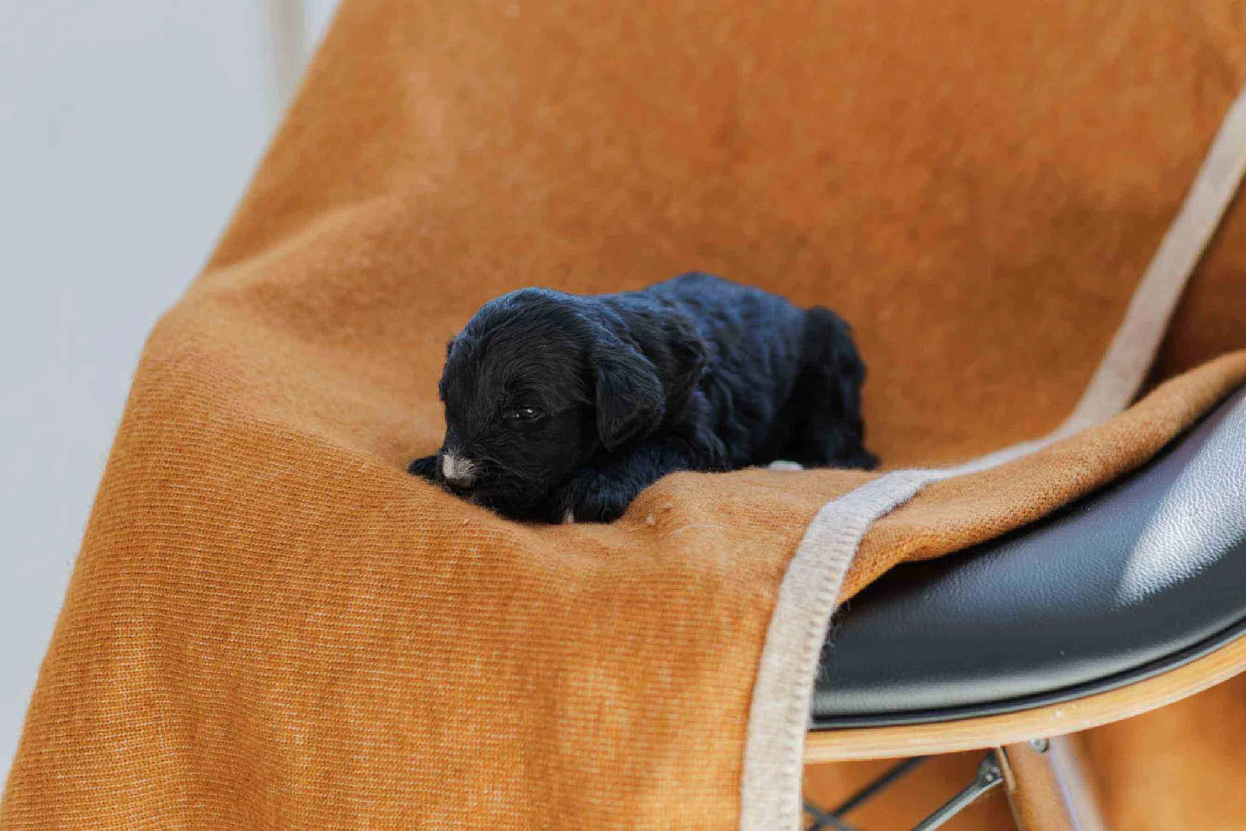 Juneau	Blue Collar Black  Female Golden Mountain Doodle (J. Bhullar-Kaleka)