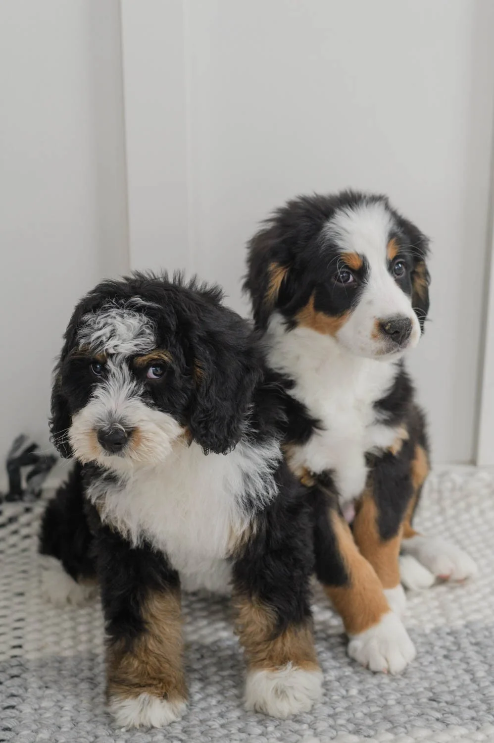 Furnished vs Unfurnished Bernedoodles two sitting side by side 12 week old puppies