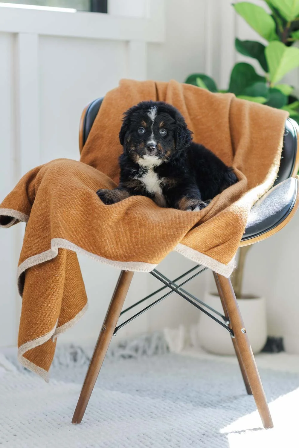 Caldera		Tri thin blaze	Female	Australian Mountain Dog