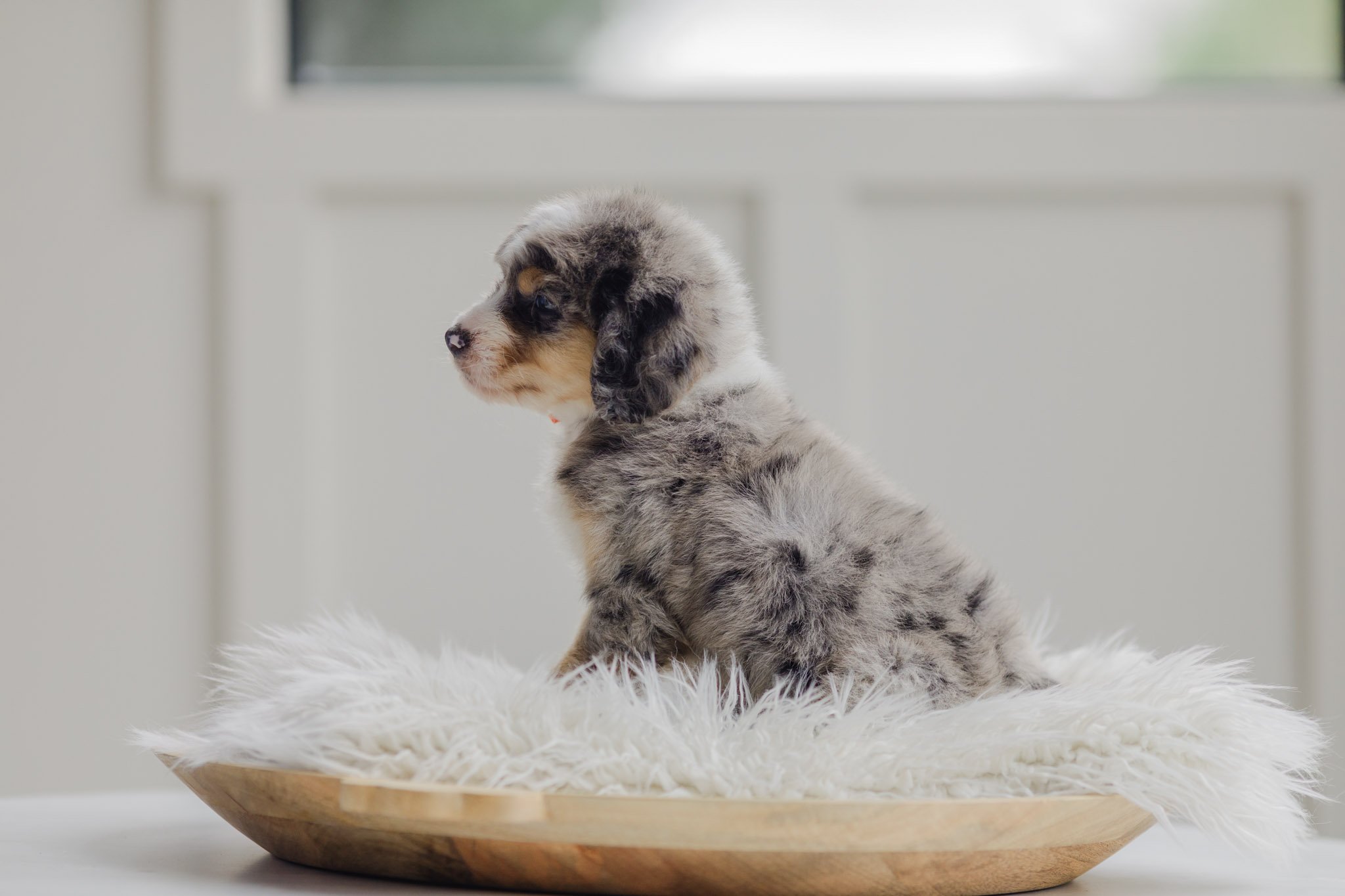 0155_7-Week-Old-Australian_Mountain_Dogs_Stokeshire.PepperxApollo-F1.25.jpg