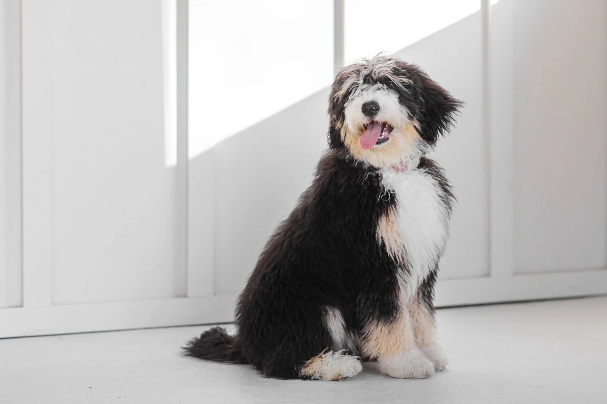 australian mountain dog wisconsin