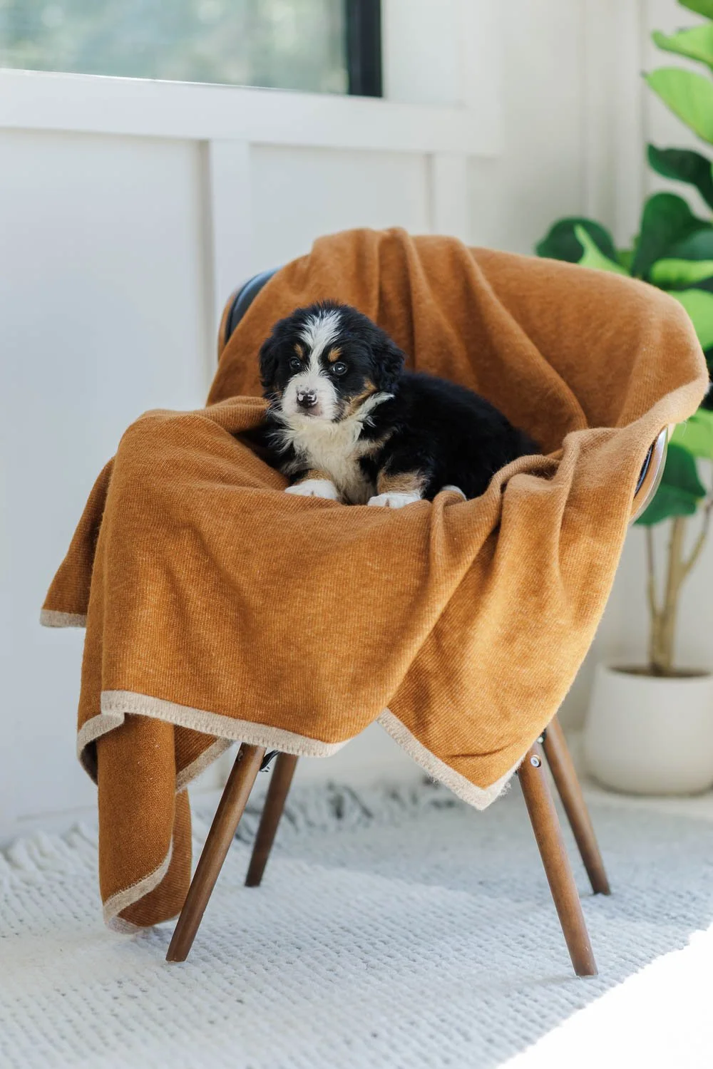 Grant | Male - Black Tri Australian Mountain Dog (Orange)